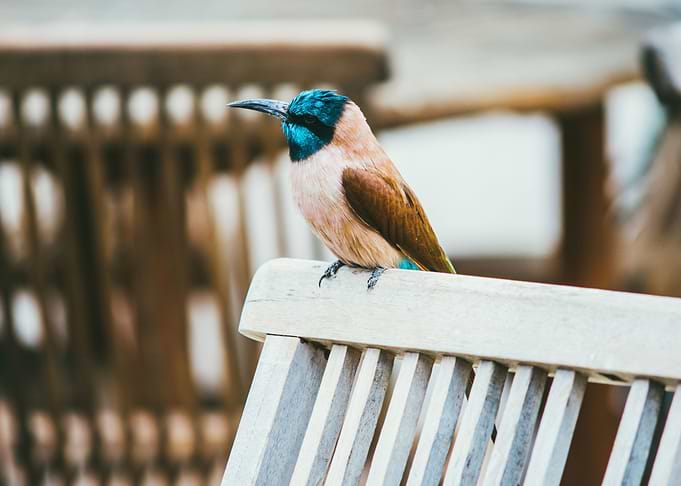 Small Bird