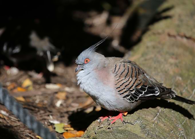 Small Bird
