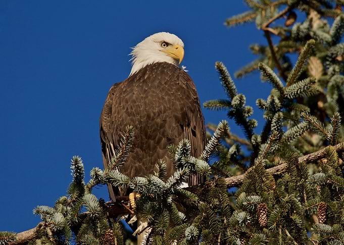Eagle