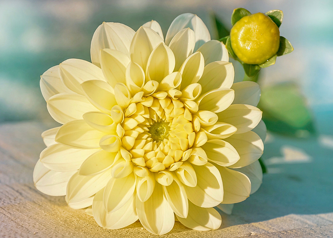 Yellow white dahlia flower