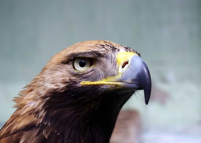 Eagle
