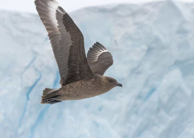 Skua