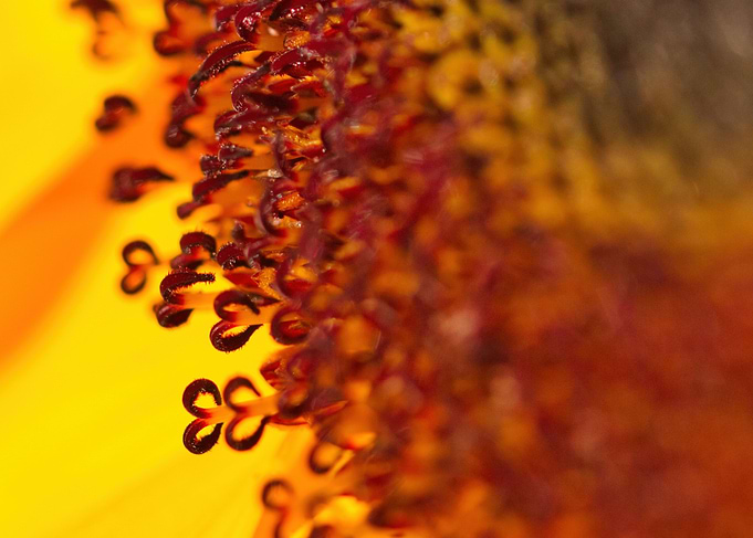 Sunflower Love