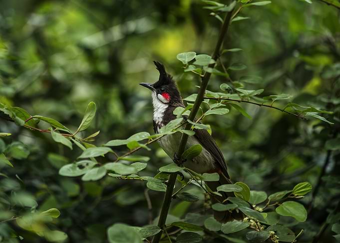 Small Bird