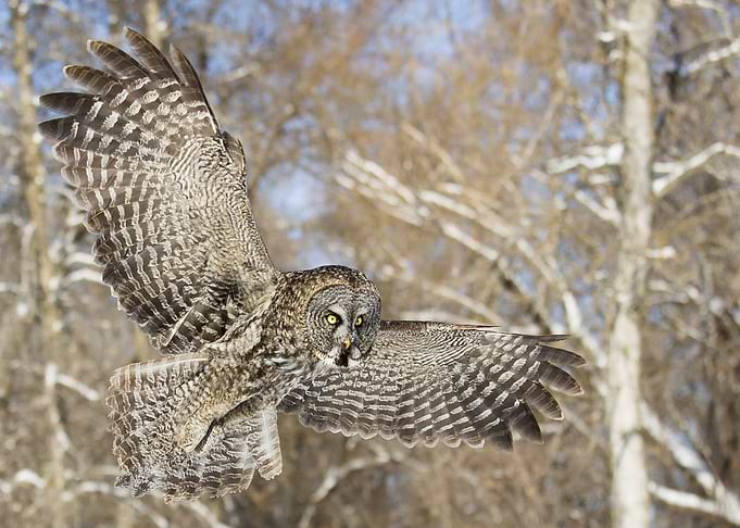 Owl