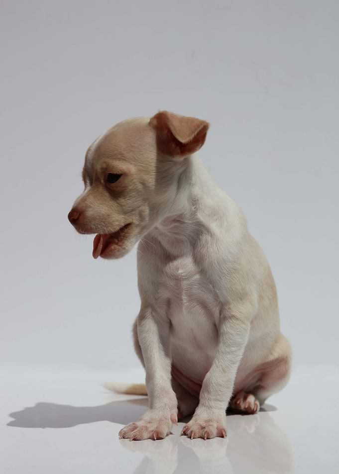 Chihuahua