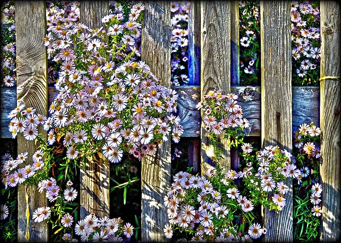 Fence with asters