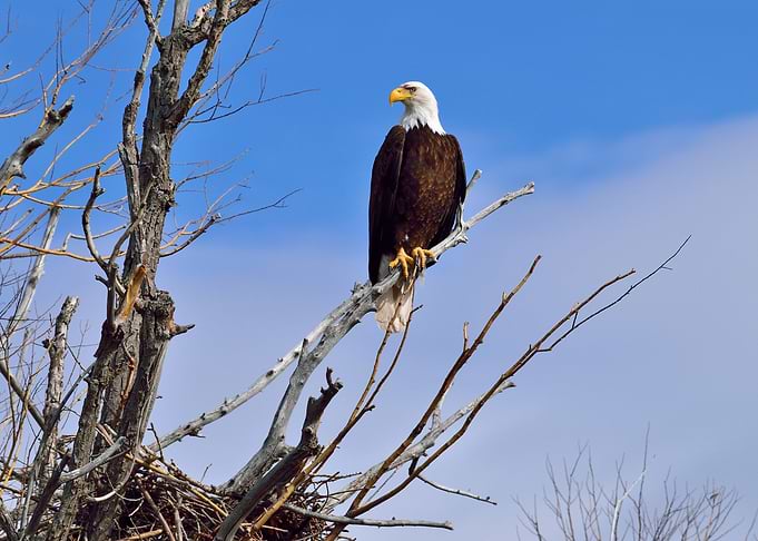 Eagle