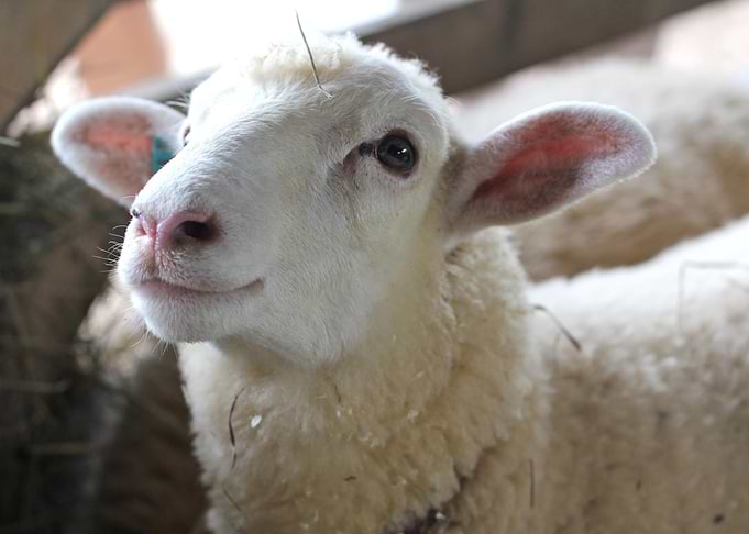 Sheep