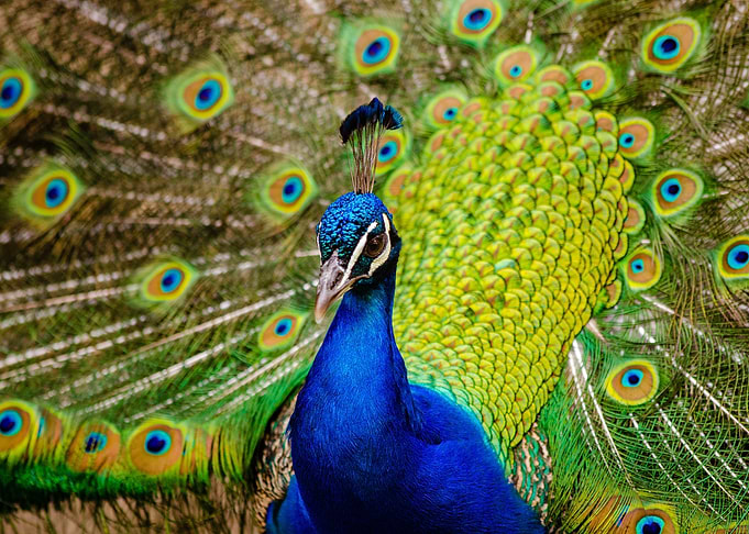 Peacock