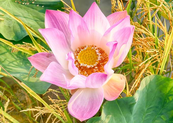 Lotus Blossom