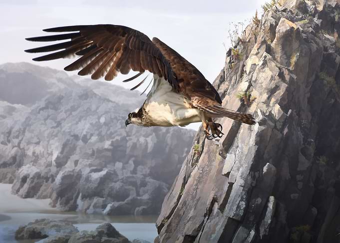 Hawk Artwork
