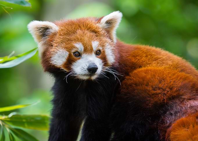 Red Panda