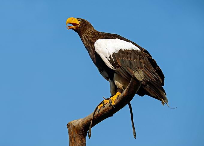 Eagle