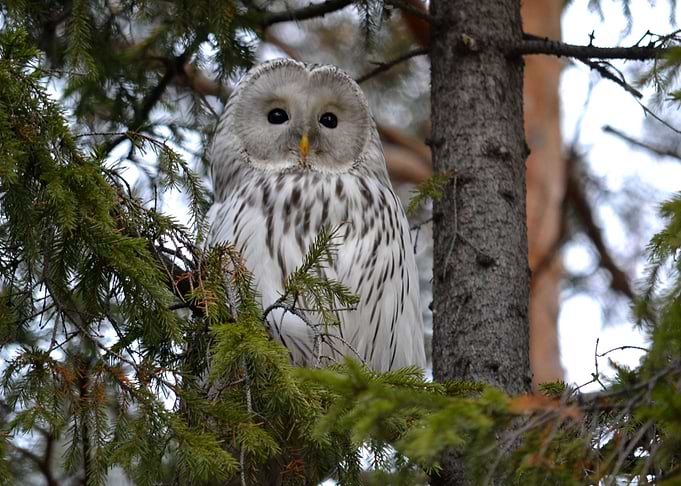 Owl