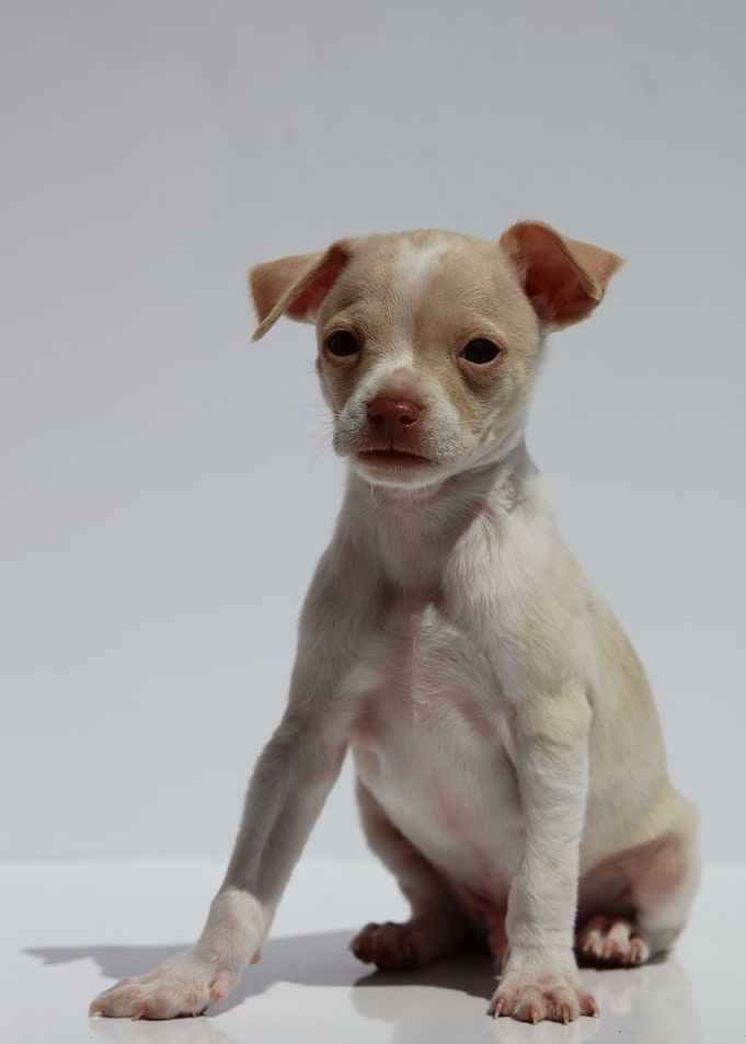 Chihuahua