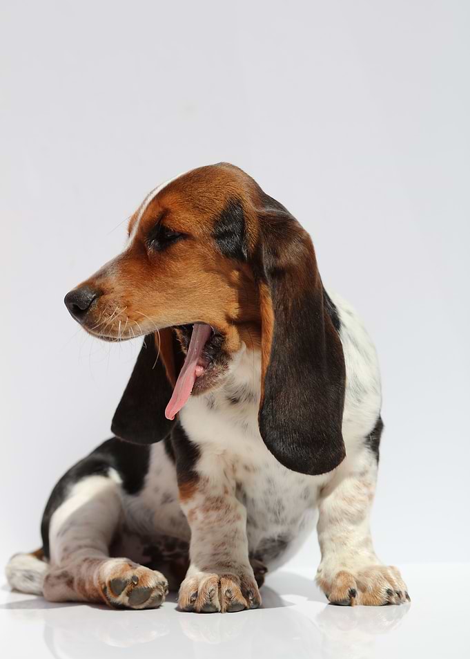 Hush Puppy