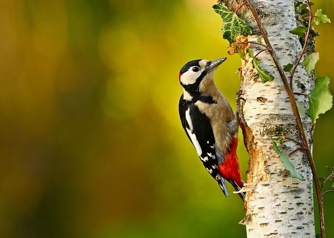 Small Bird