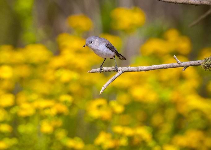 Small Bird