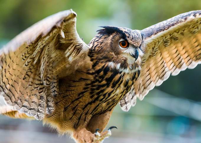 Owl