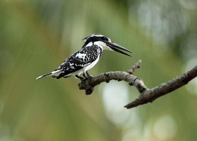 Small Bird