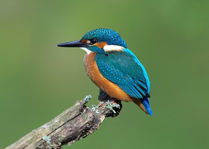 Small Bird
