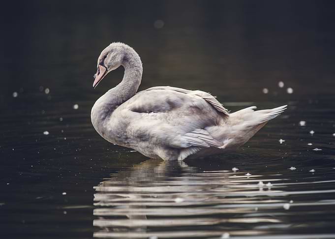 Swan