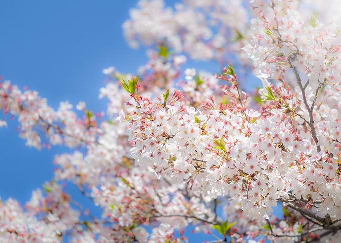 Cherry blossom