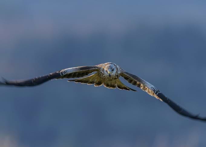 Falcon