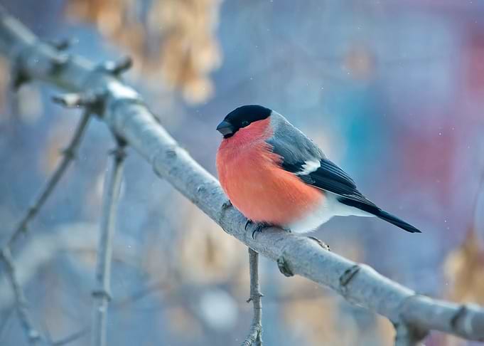 Small Bird