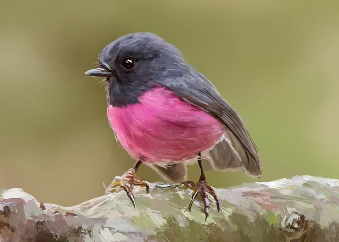 Bird Artwork