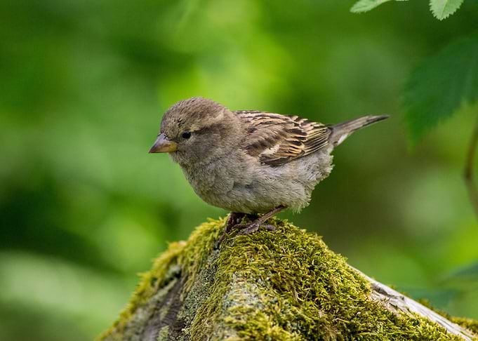Sparrow
