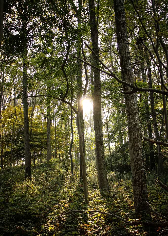 The Green Forest
