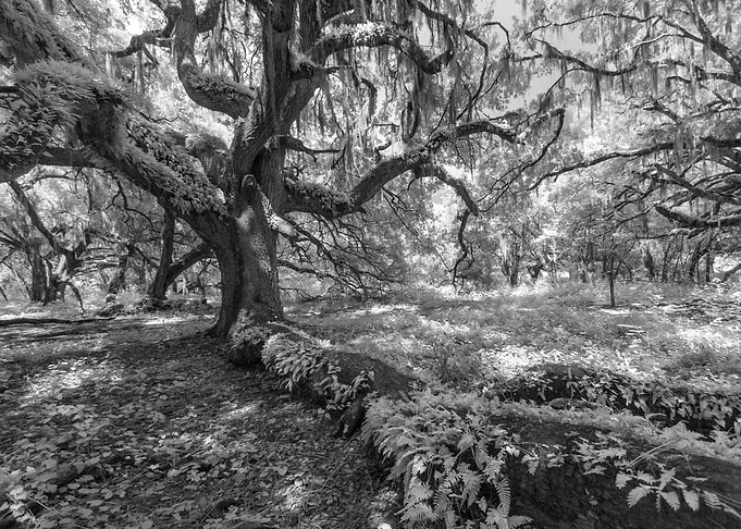 The Live Oak