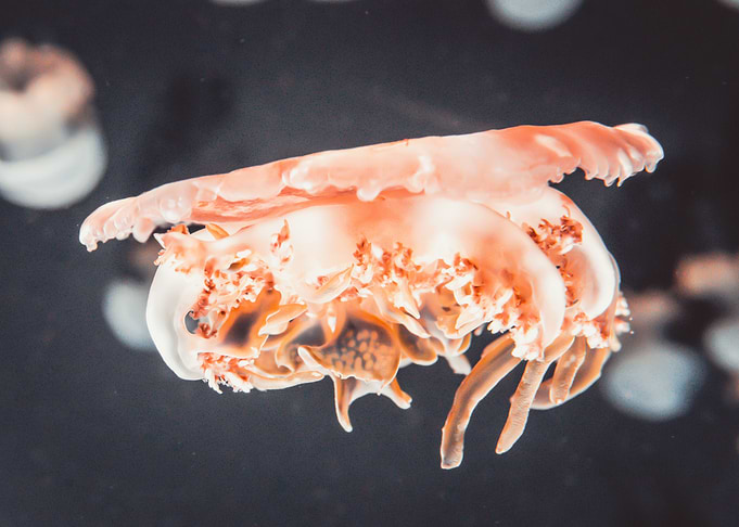 JELLYFISH DOS
