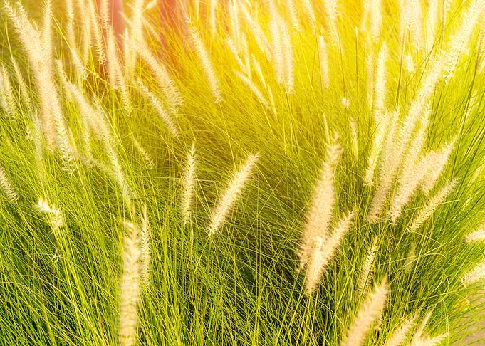 meadow morning