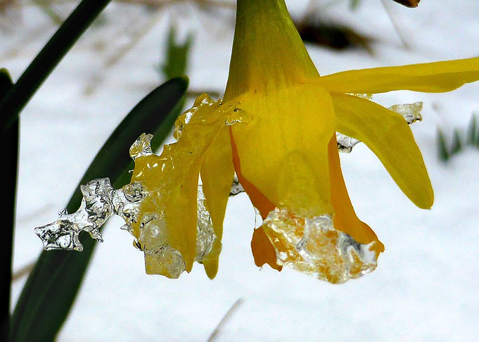 thats a cold daffodil
