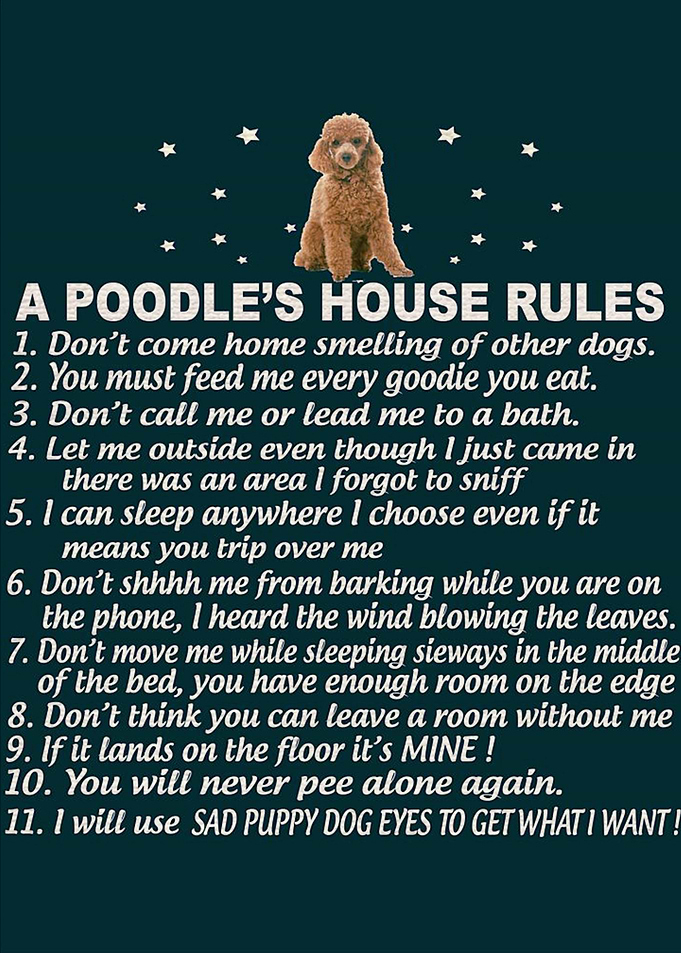 Poodle art
