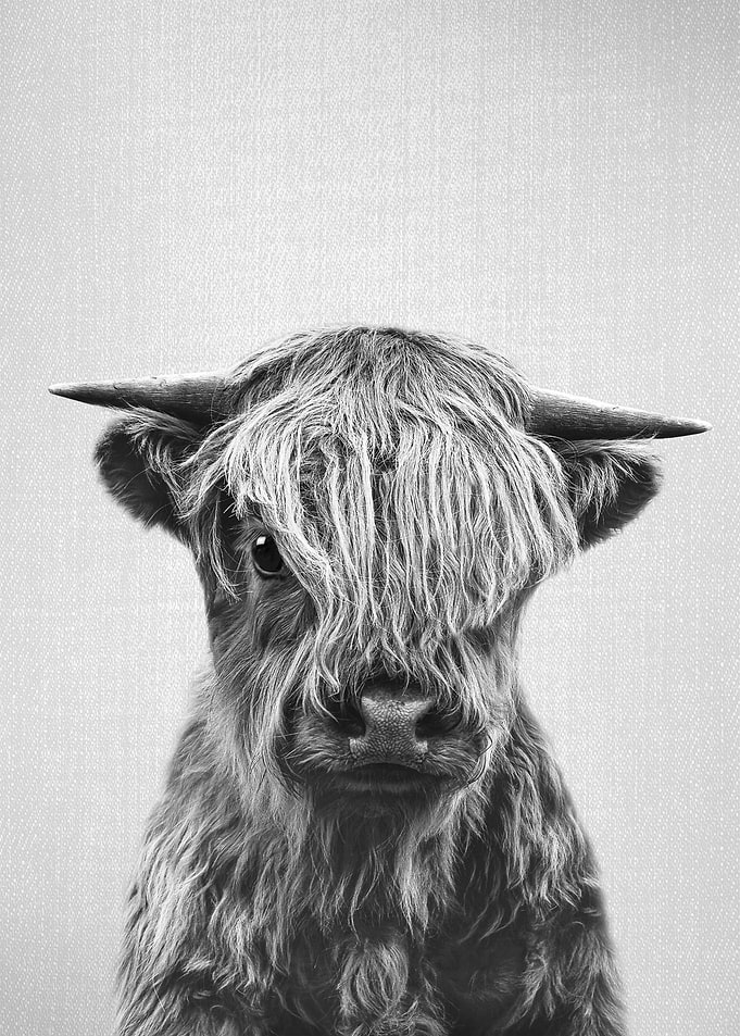 Highland Calf BW