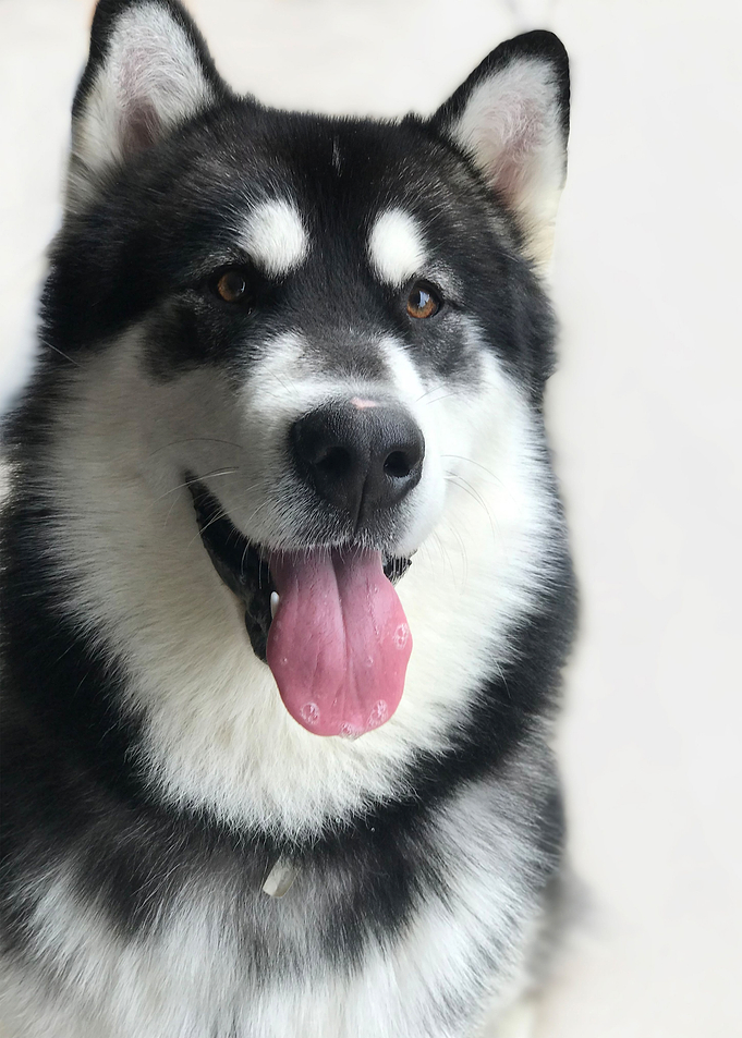 Black and white dog