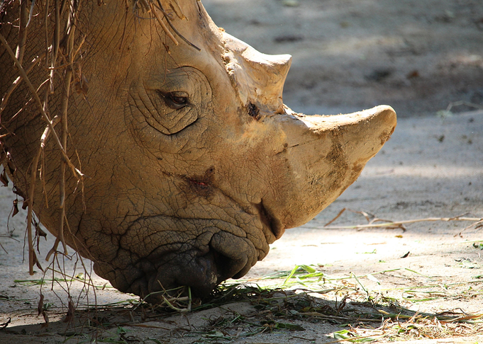Rhino