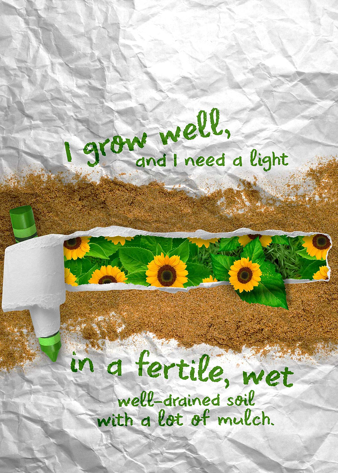 A Sunny Quote