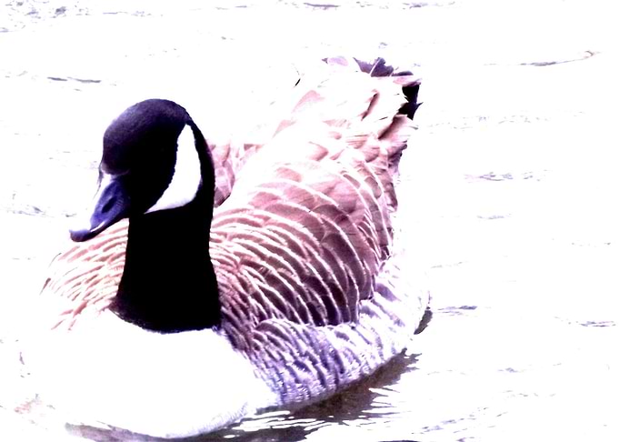 Quacky