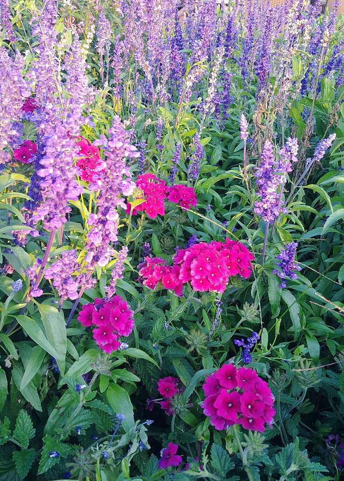 sunny flowers