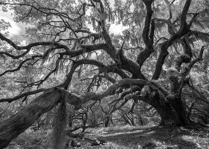 The Live Oak