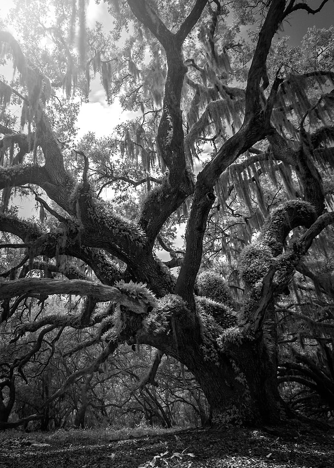 The Live Oak