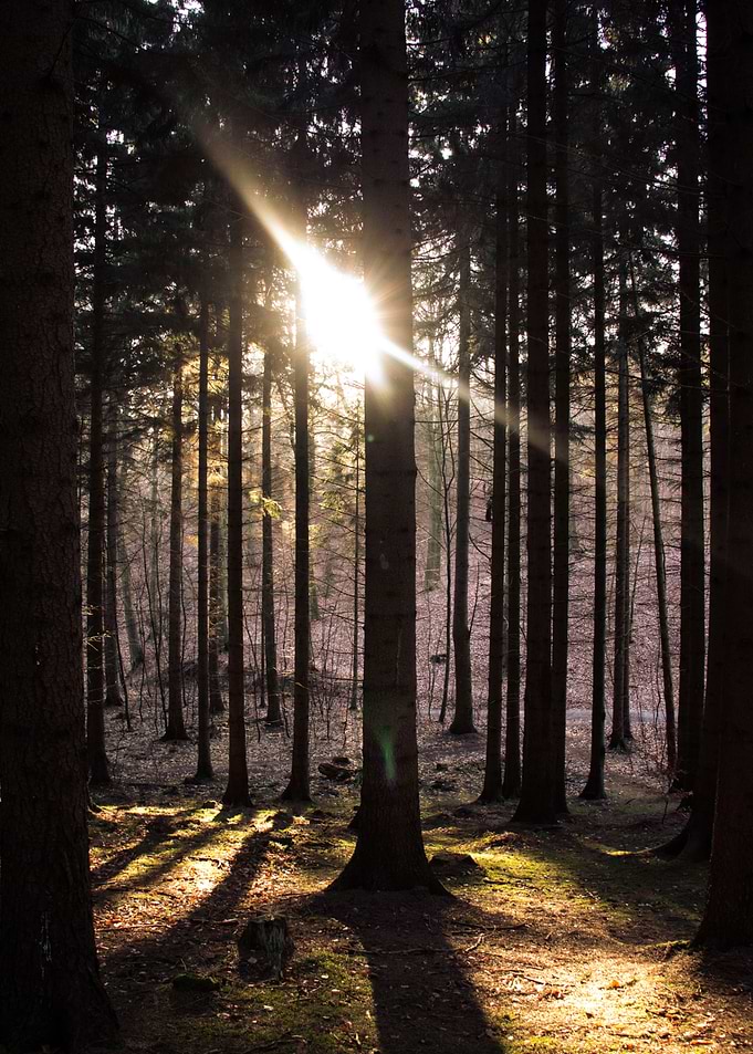 The Purple Forest