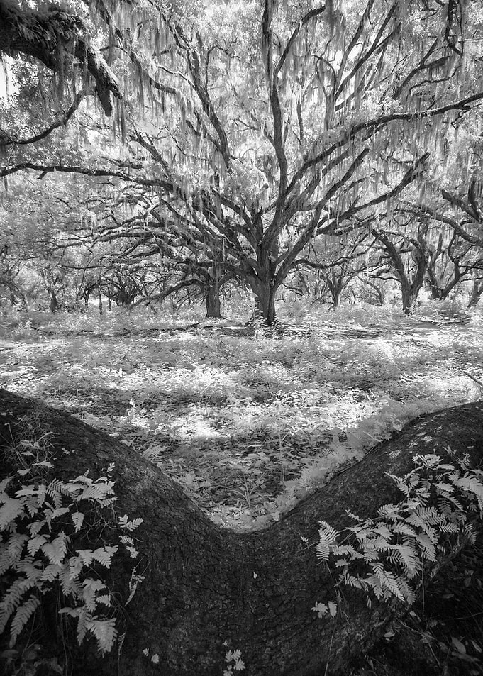 The Live Oak