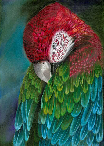 Royal macaw