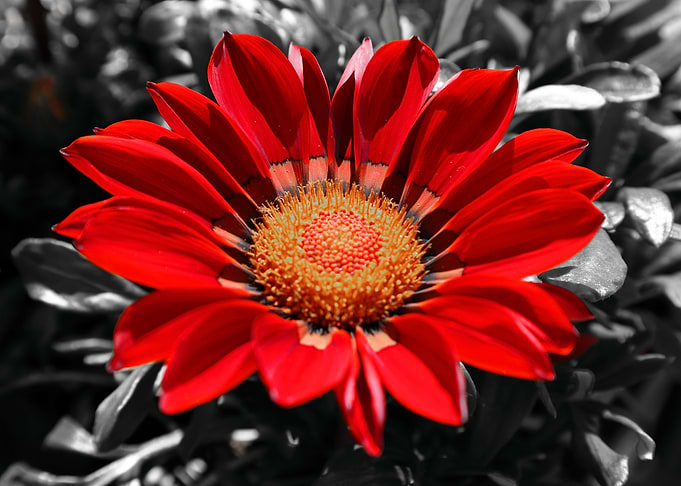 Explosion of life